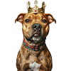 Staffordshire Bull Terrier