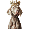 Weimaraner