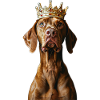 Vizsla