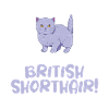 Cadeaux British Shorthair