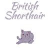 Cadeaux British Shorthair