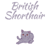 British Shorthair Gifts