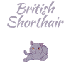 Cadeaux British Shorthair