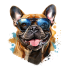 Frenchie with sunglasses