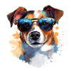 Jack Russell with sunglasses