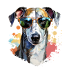 Greyhound with sunglasses