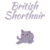 British Shorthair Gifts