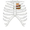 Lustiges Skelett Burger Liebe Kostüm Halloween