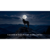 Wolf Motivation