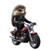Herisson motard