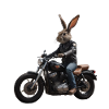 Biker Rabbit