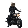 Biker Cat