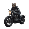 Biker Cat