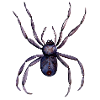 Spider Black Widow Insects Halloween