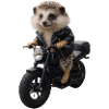 Hérisson motard