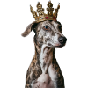Whippet