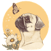 Pug with butterfly