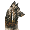 Malamute d’Alaska