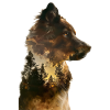 Australian Shepherd