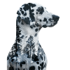 Dalmatian