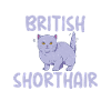 Cadeaux British Shorthair