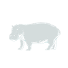 Hippopotamus