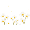 Fleurs marguerites et papillons
