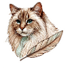 Chat élégant - Compagnon plume