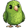 petit kakapo de Nouvelle-Zélande