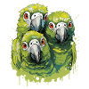Budgie Parakeet