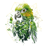 Budgie Parakeet
