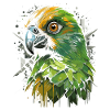 Budgie Parakeet