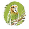 Budgie Parakeet