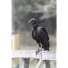 The vulture