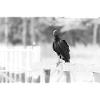 The vulture