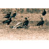 Vultures