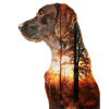 Vizsla