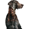 Weimaraner