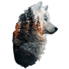 Samoyed