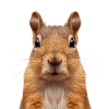 Agouti