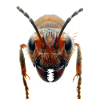 Ant