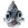 Barracuda