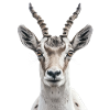 Addax