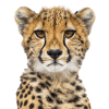 Guépard