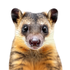 Anteater