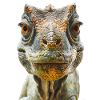 Dinosaur