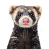 Ferret