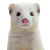Ermine