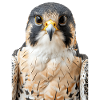 Falcon