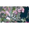 Hummingbird Motivation